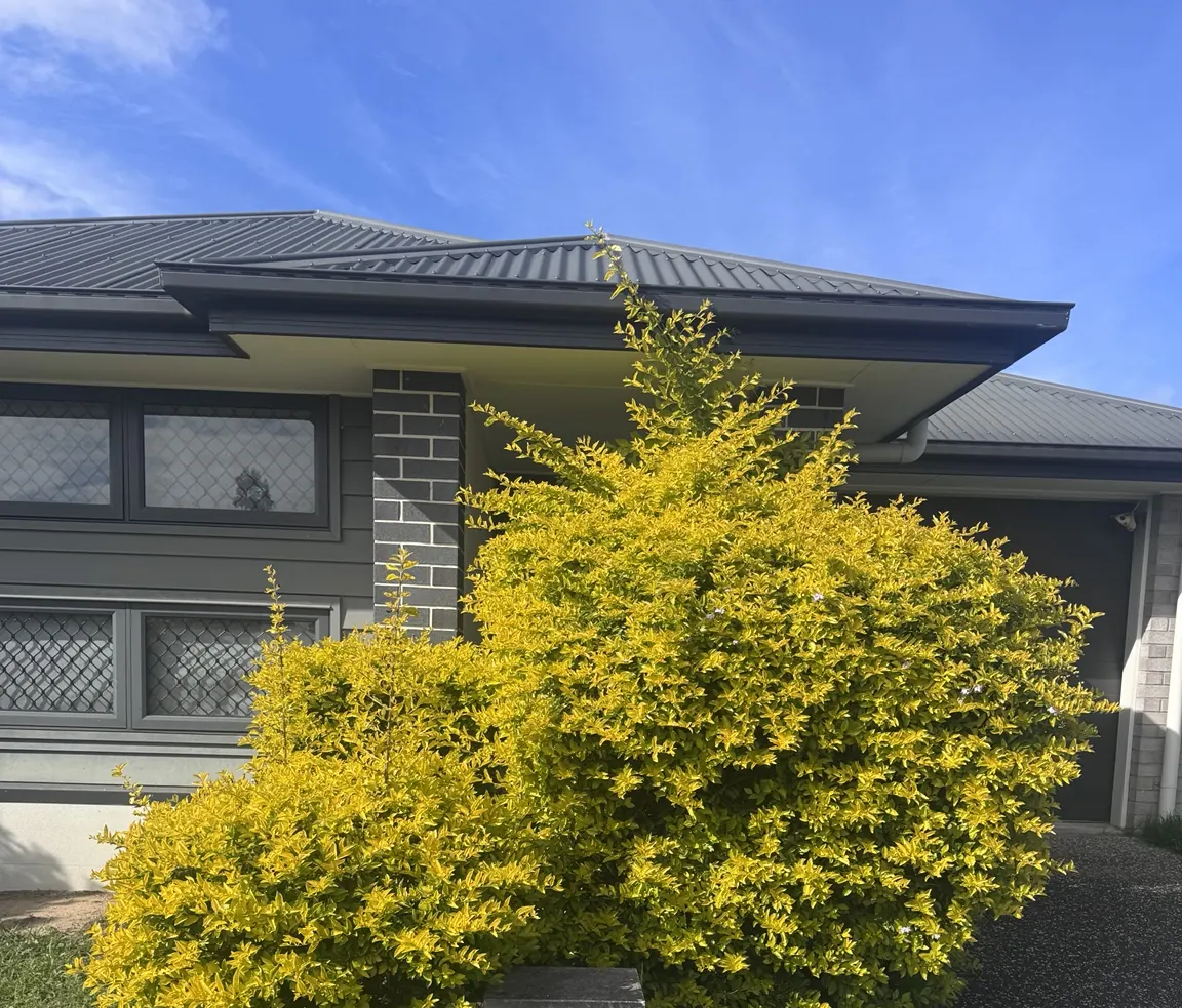 Before — hedge shaping by Greenstone Outdoor Solutions